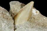 Otodus Shark Tooth Fossil in Rock - Eocene #111042-1